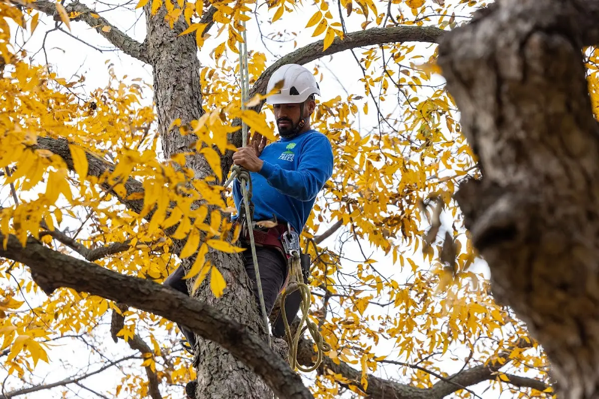 Skilled Tree Pruning crew working in Orleans