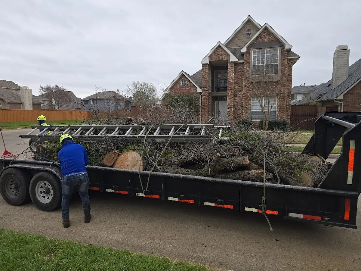 Expert Tree Removal with proper safety equipment in Orleans